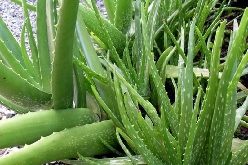 Aloe vera