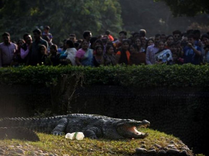 Crocodiles killed