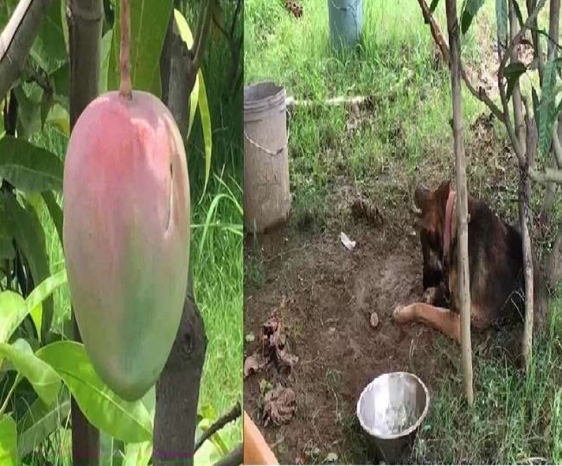 The owner kept 4 guards and 6 dogs to protect the mango worth Rs 2.5 lakh per kg