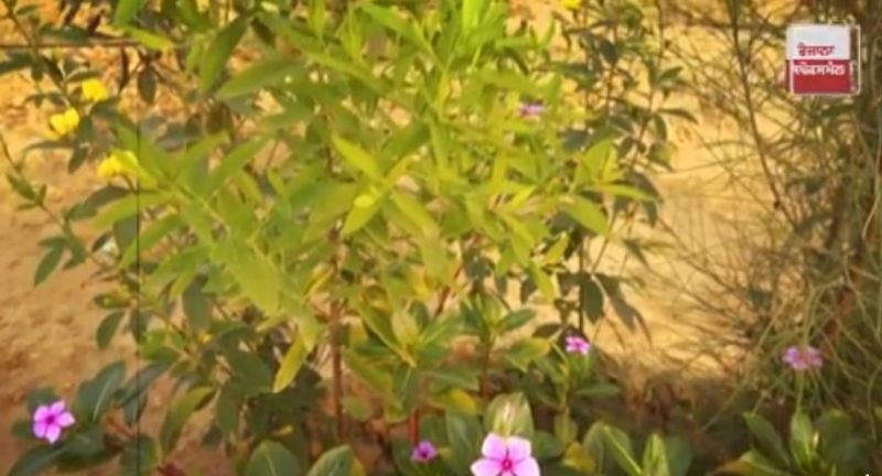 Sandalwood Agriculture