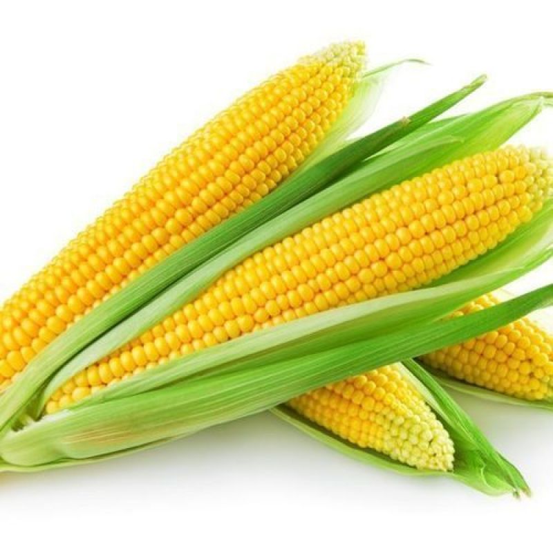 Maize