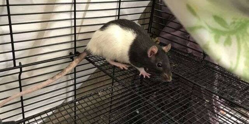 Woman living in van with more than 300 pet rats