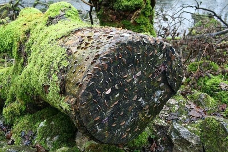 Mysterious coin covered wishing trees