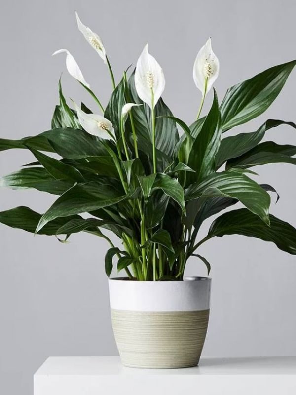 Peace Lily