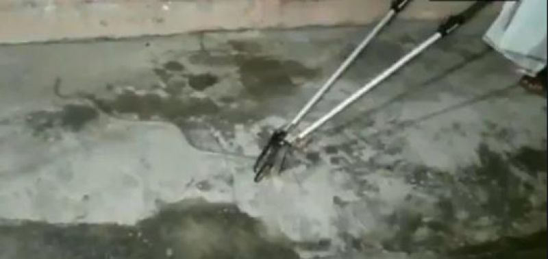 Courier company delivers snake in parcel to man in Odisha