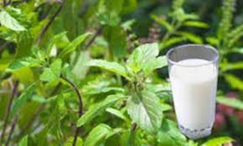 Tulsi milk