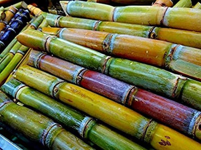 sugarcane