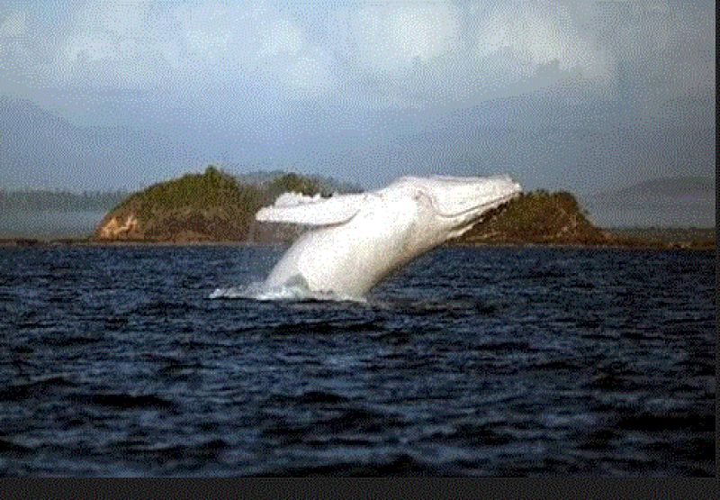 white humpback whale