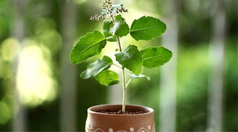 How to Grow Tulsi Plant 