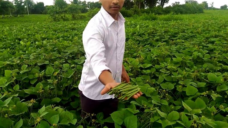 moong dal cultivation