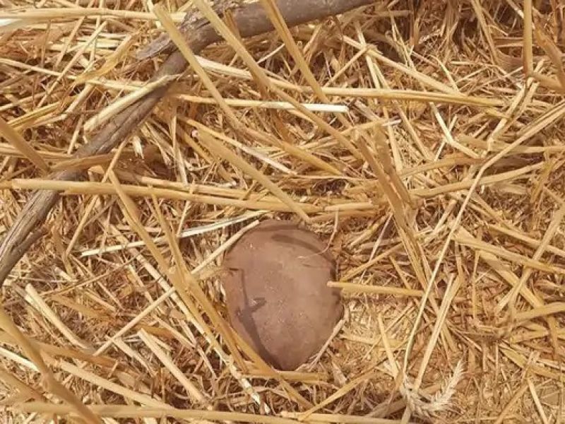 7 crore heroin seized