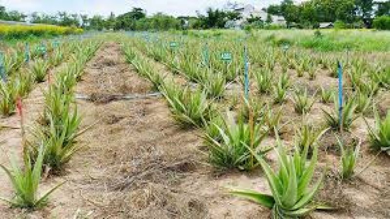 Aloevera