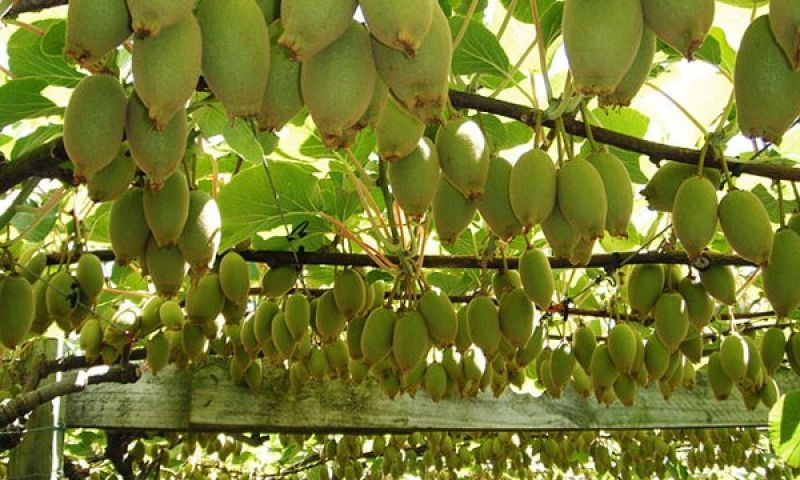 Kiwi Farming 