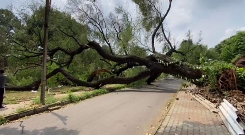 A tree fell again in Chandigarh Sector 7