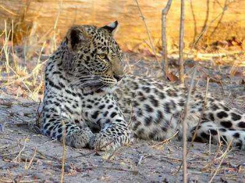  A five-year-old girl was killed in a leopard attack in Shimla