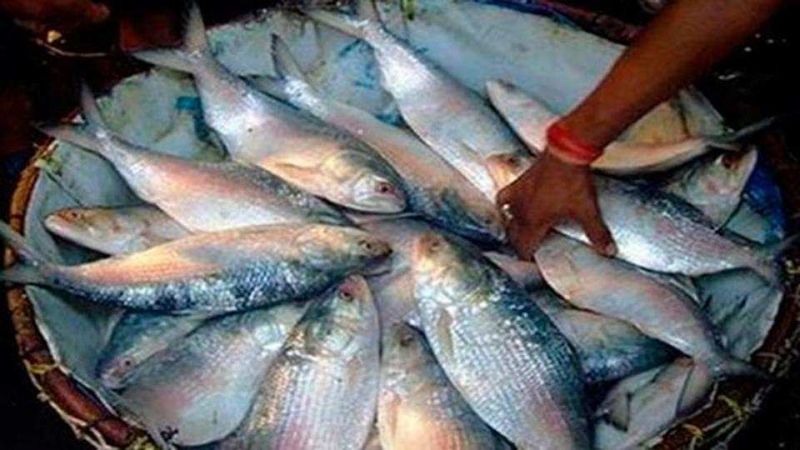 Hilsa fish