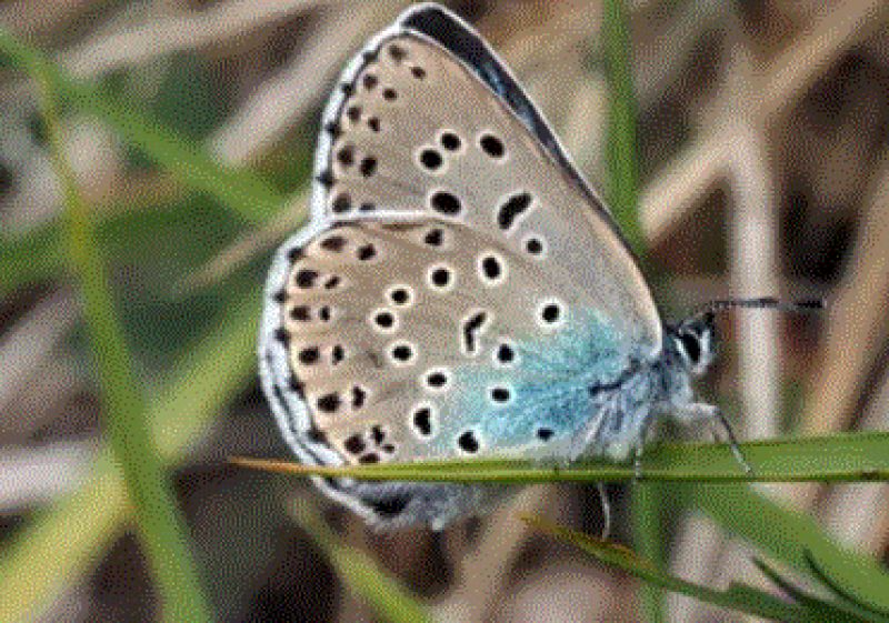  blue butterfly 