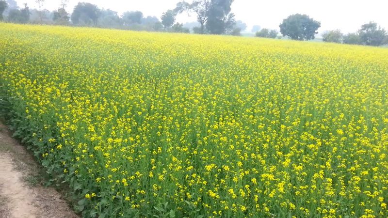 Mustard Farming