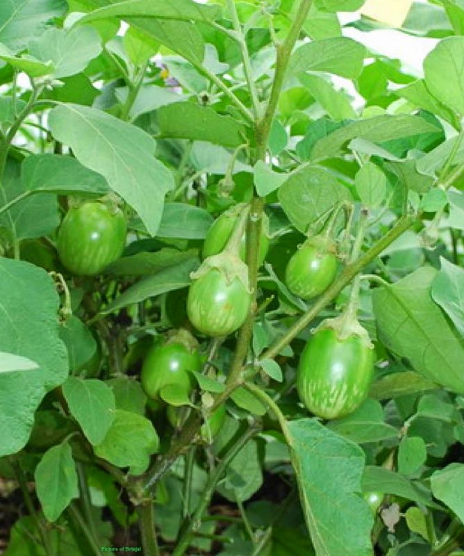  Cultivate Brinjal