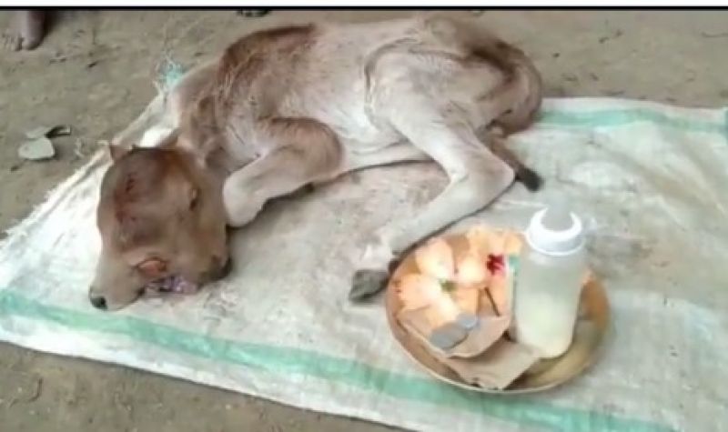  Rare Two-headed Calf With 3 Eyes Born in Odisha