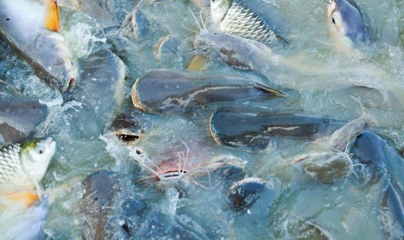 Fish Farming