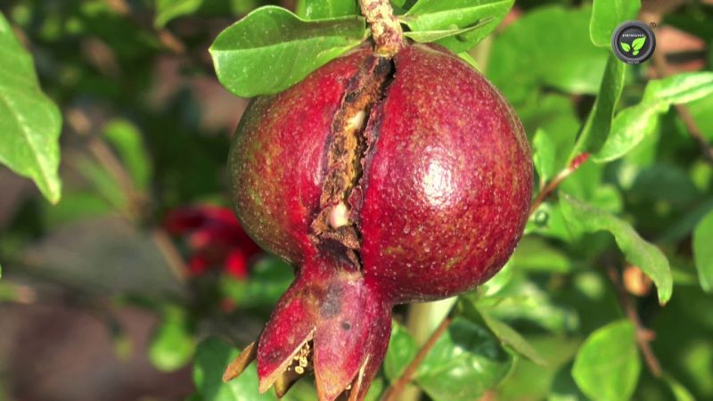 Pesticide infested on pomegranate