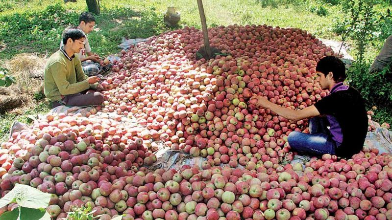 Modi’s Mission ‘Apple’ For Kashmir