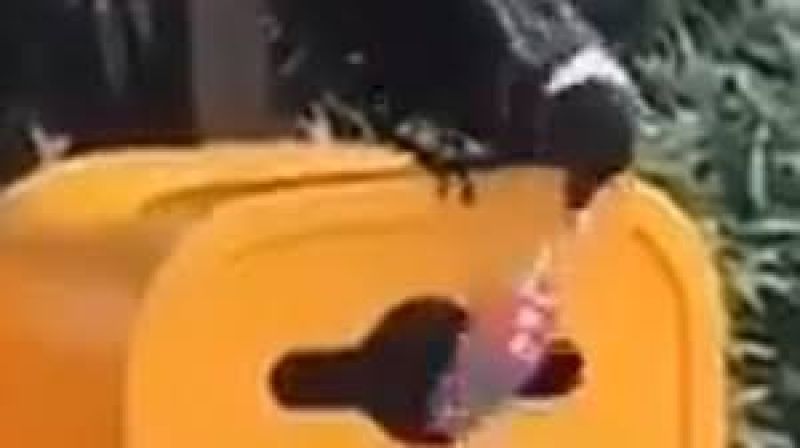 crow throw empty Bottle in dustbin