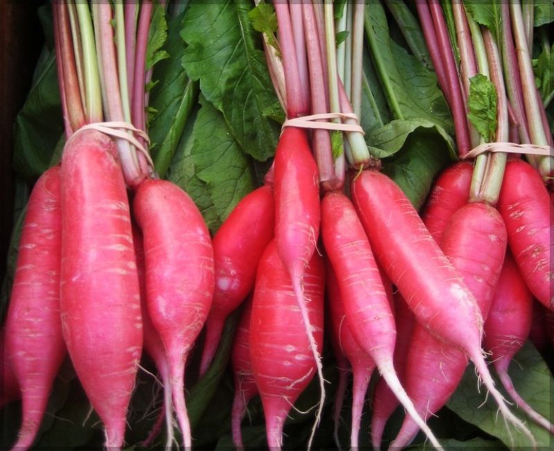 Red Radish farming
