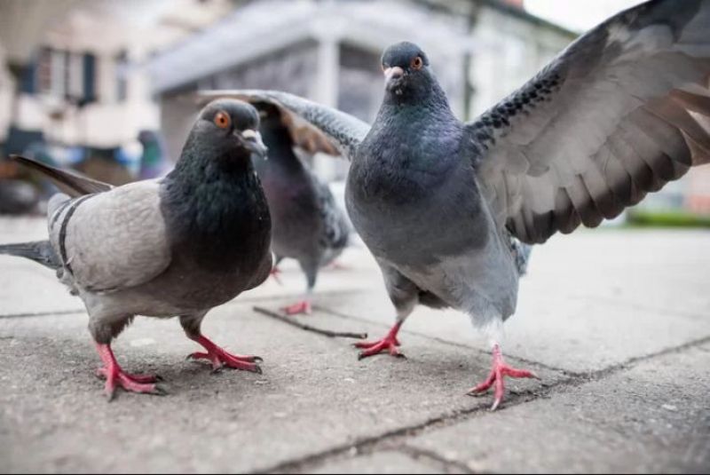 pigeons