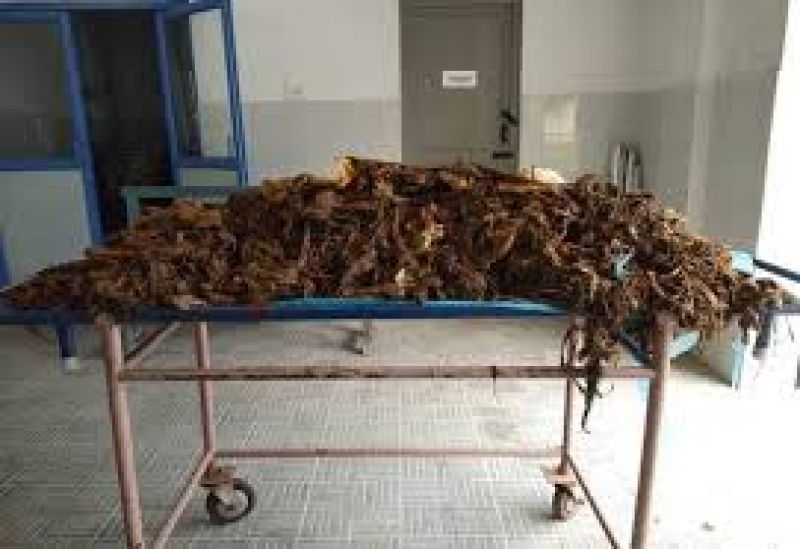 52 kg plastic from cows