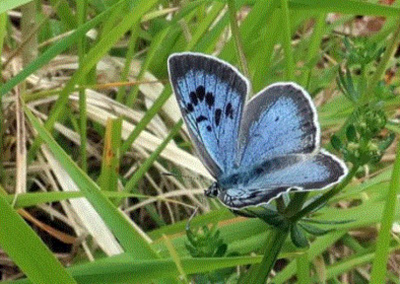  blue butterfly 