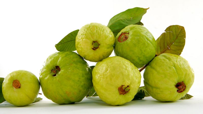 Patiala Guava Estate 