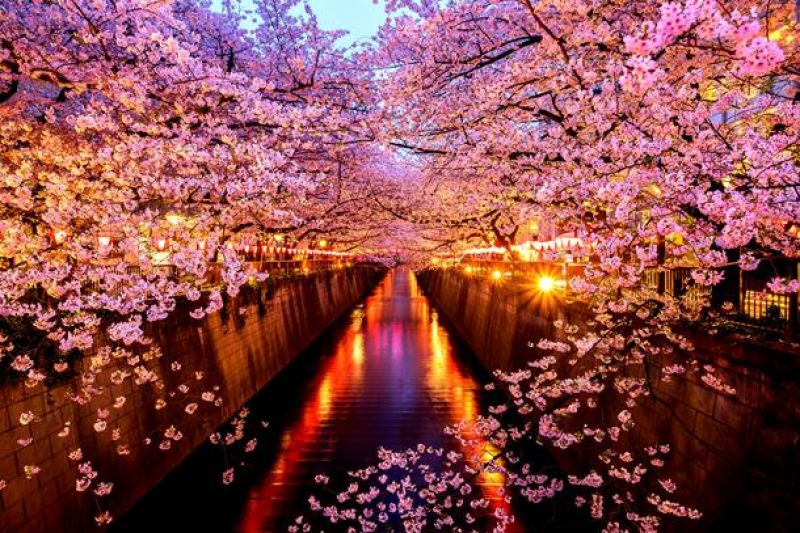 sakura tunnel