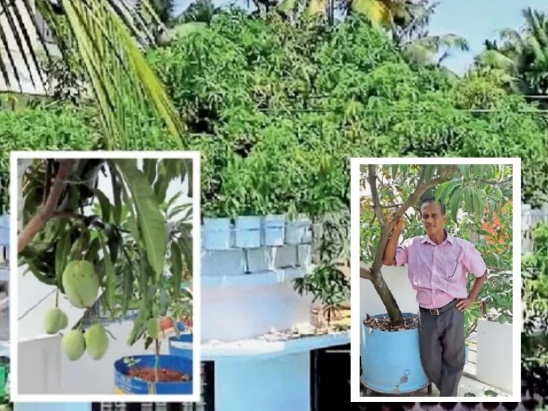 Kochi man grows 40 varieties of mangoes on his rooftop