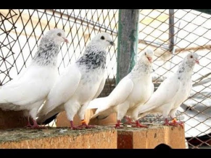 Pakistani pigeon