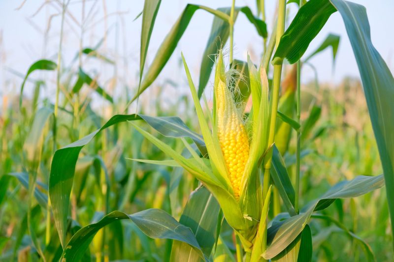 Corn Agriculture