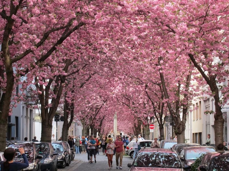 cherry blossom tunnel