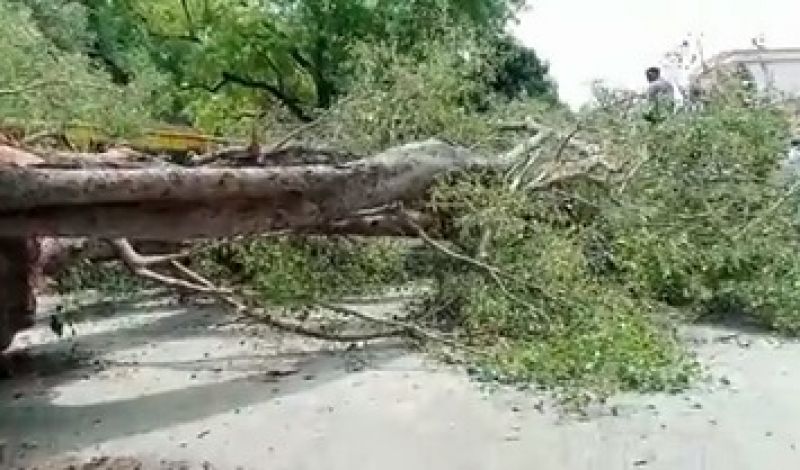  A tree fell at a school in Sector 9, Chandigarh, killing one child and injuring another