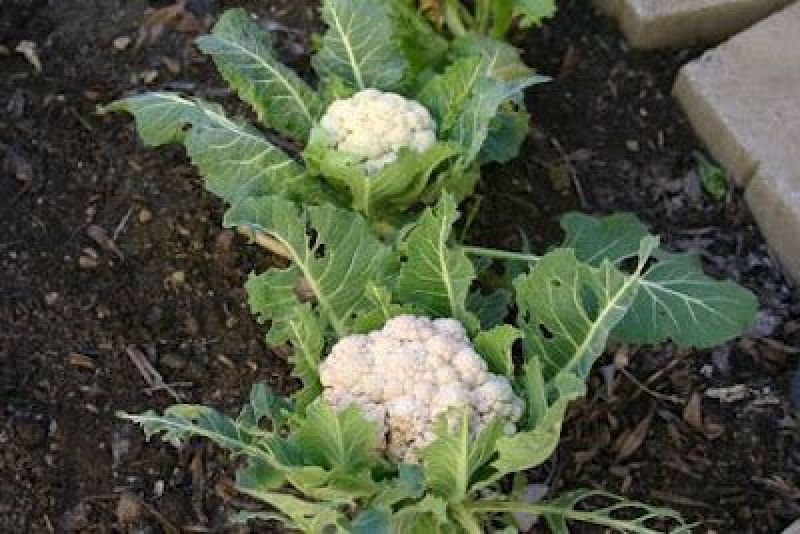 cauliflower plant
