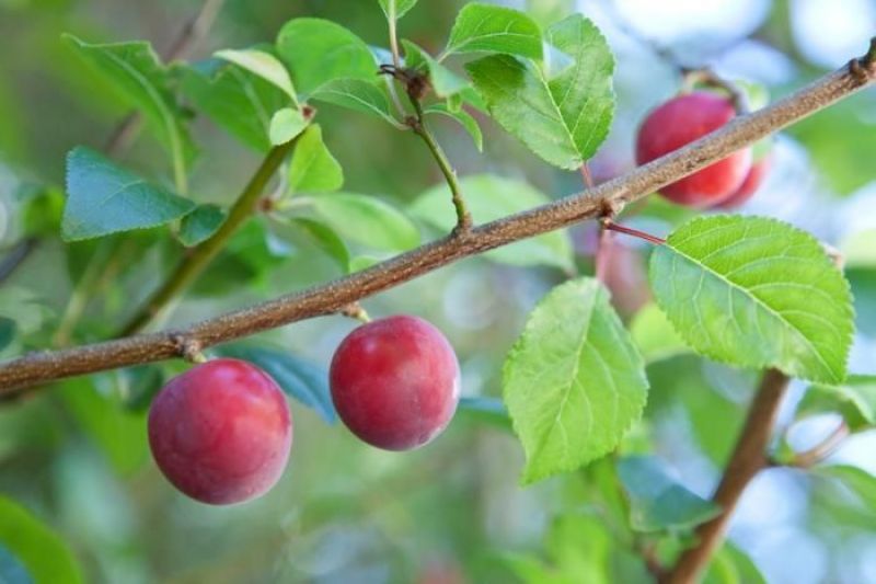 Plums Cultivate 