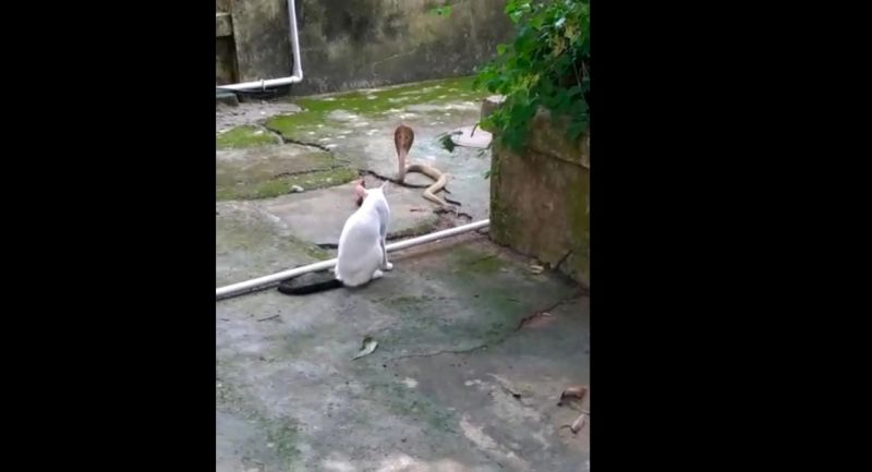 Loyalty: Cat fights with cobra to save owner's life, video viral