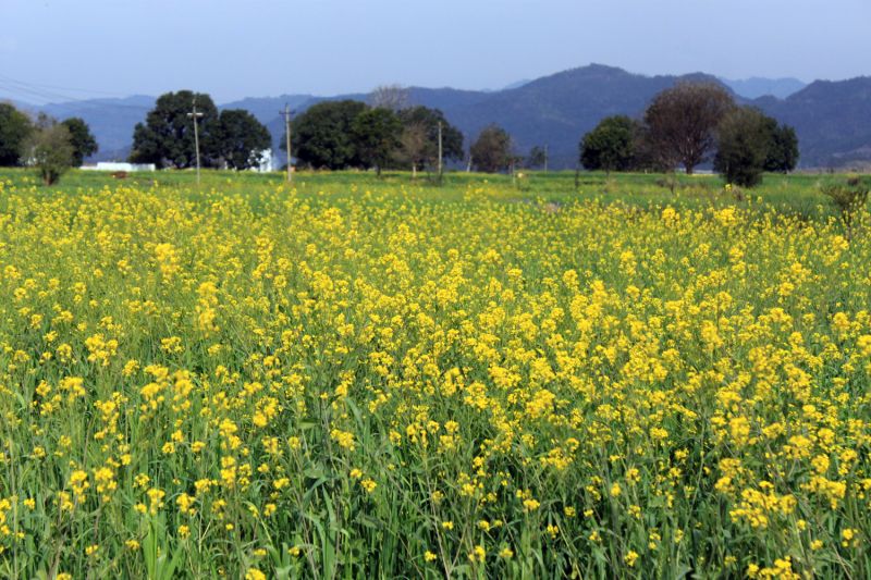 Mustard Farming