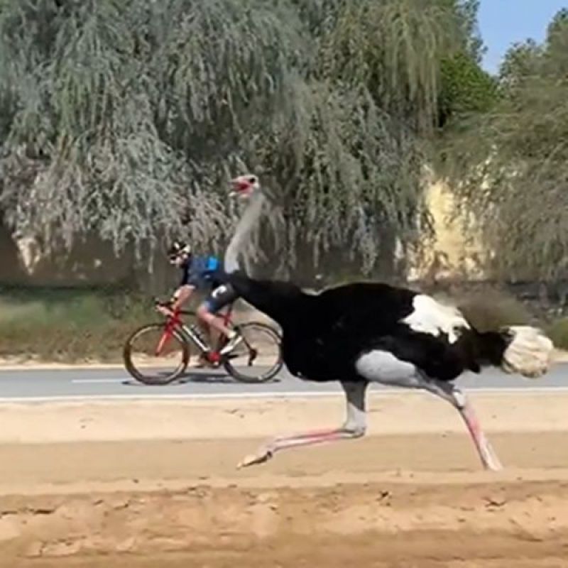 Dubai Prince races with ostrich
