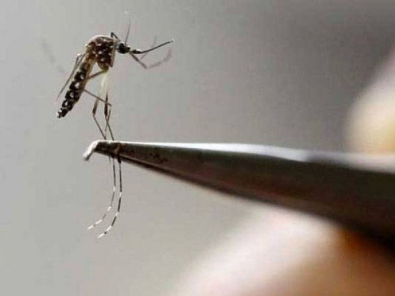 Dengue spreads in districts of Punjab