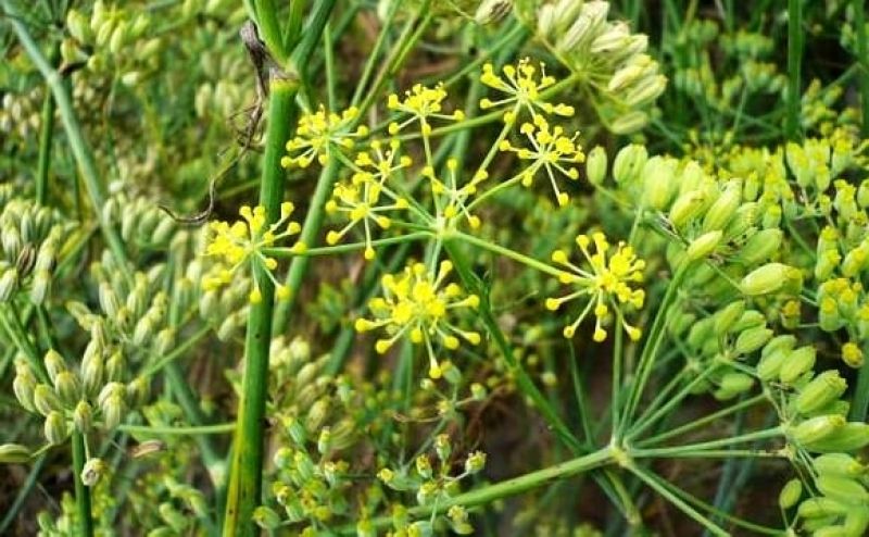  Fennel Seeds Farming 
