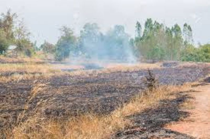 farmers did not set fire paddy stubble