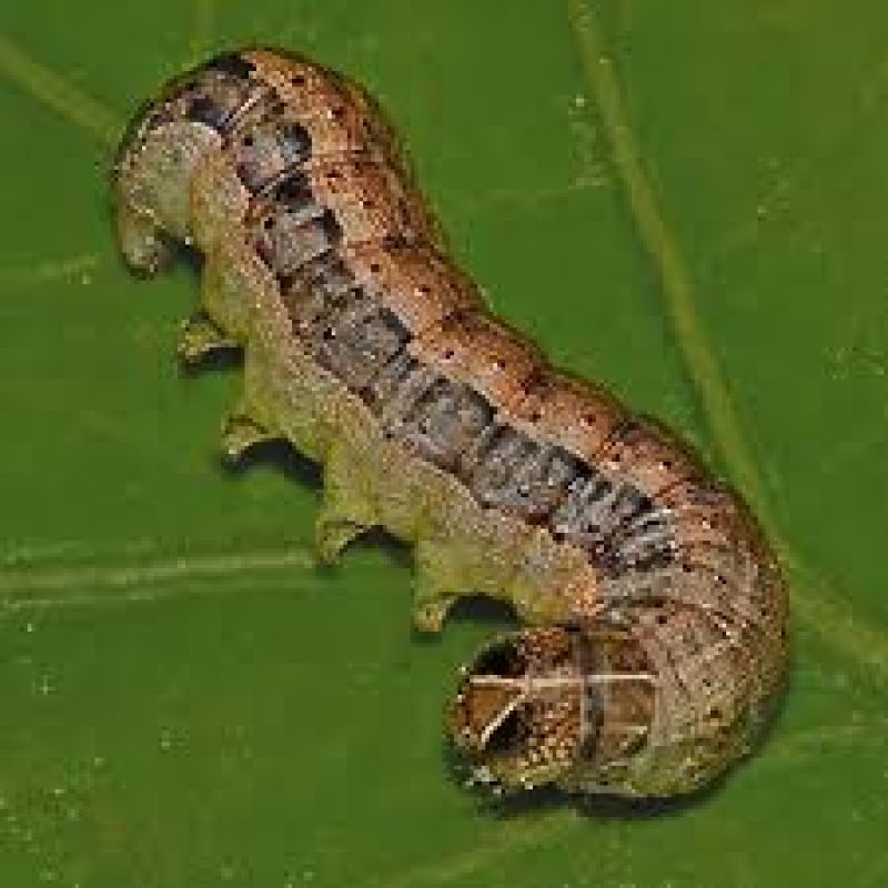 Fall armyworm