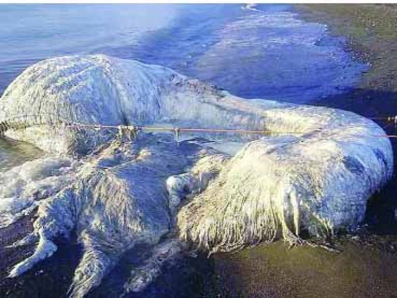  20 feet long mysterious creatures