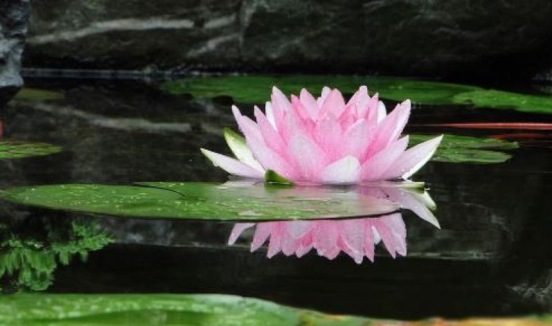 Lotus Flower